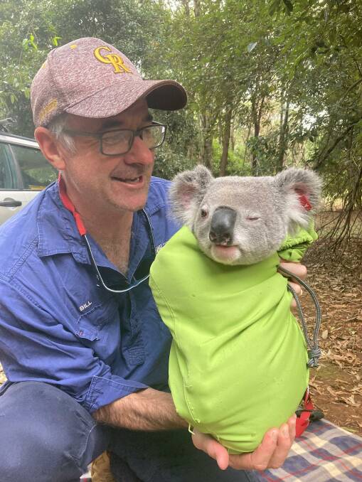 Dr Bill Ellis is keen to promote the concept of "koala-friendly beef". Picture supplied. 