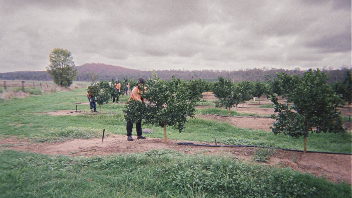 A scene taken on a farm in Queensland capturing the daily life of a seasonal migrant worker. 
