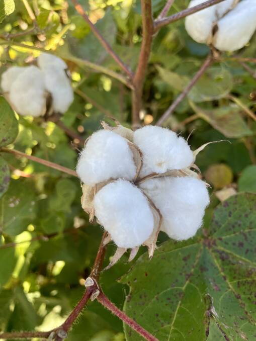 A cotton boll before defoliation of the crop at Mike and Susan McCosker's property, Marathon, Emerald. Picture: Judith Maizey