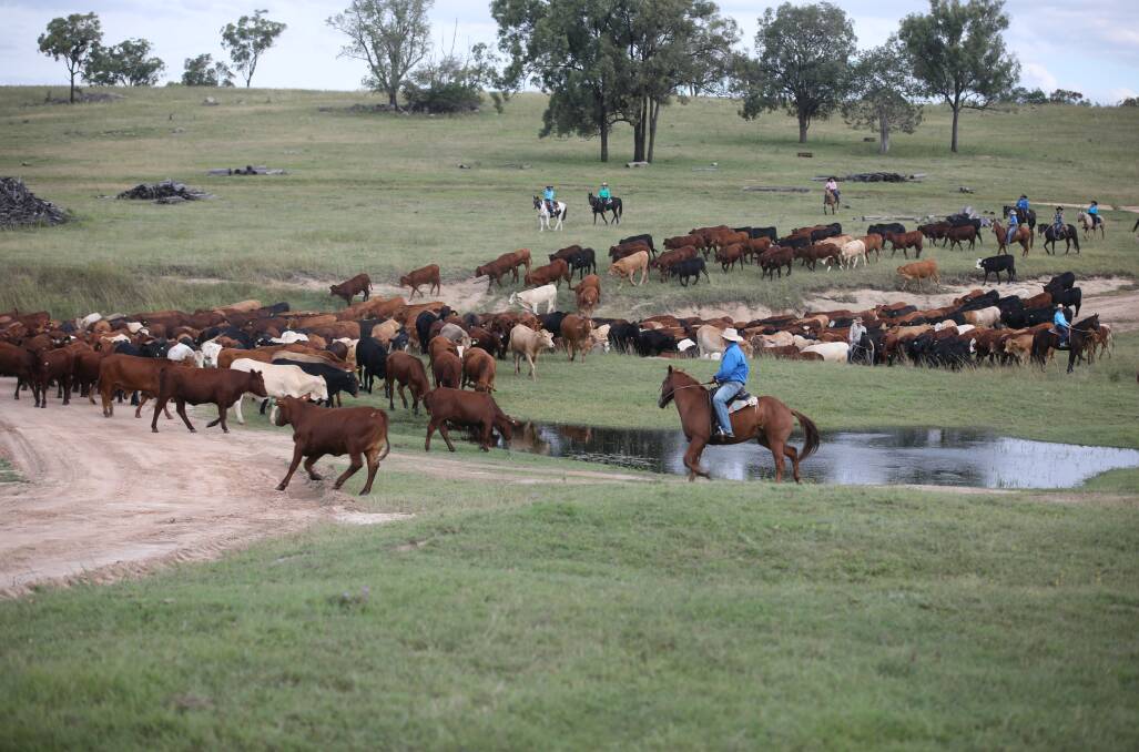Stopping for a drink on the 4th Eidsvold Cattle Drive. Picture: Paula Heelan Photography