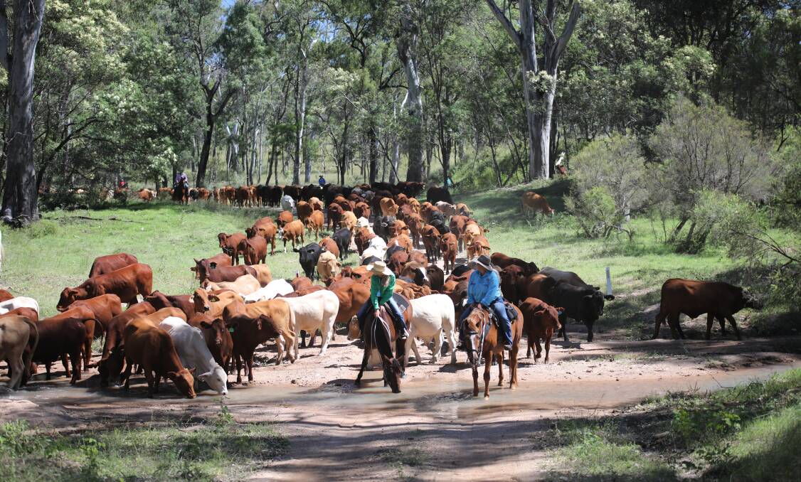 Taking it easy along the 4th Eidsvold Cattle Drive. Picture: Paula Heelan Photography