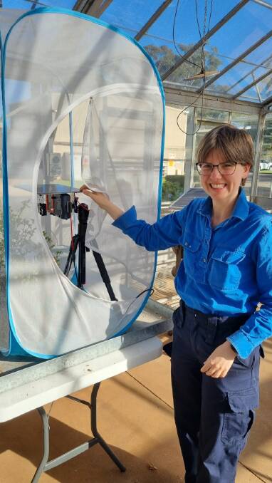 Dr Alison McCarthy with a remote robot scout or unmanned aerial vehicle at the QDAF research station at Gatton Dr McCarthy is adjusting the infield machine vision system to detect presence of FAW parasitoids during a test in a glasshouse. Picture: Supplied