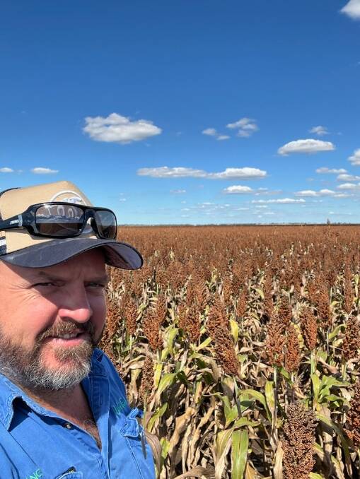 Bowenville grower Lance Wise standing in his sorghum crop after rain which he said would not stop them harvesting. Picture: Supplied. 