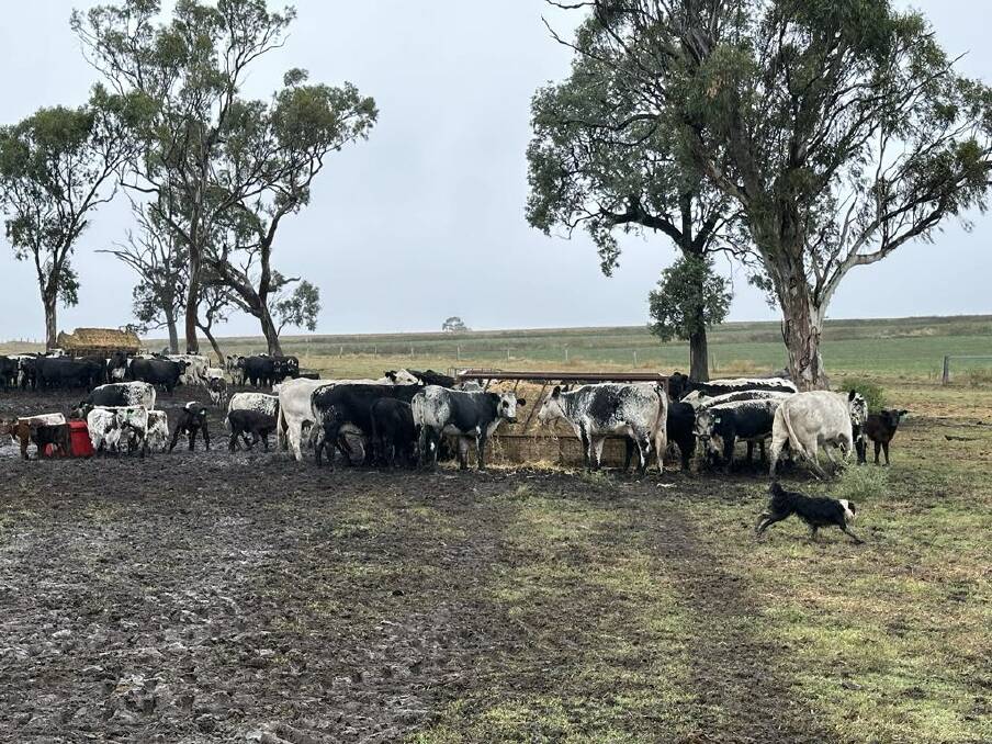 Wyreema mixed farmer Peter Wilson who runs 200 head of Speckle Park as well as grain crops said recent rains had been ideal. Picture: Supplied
