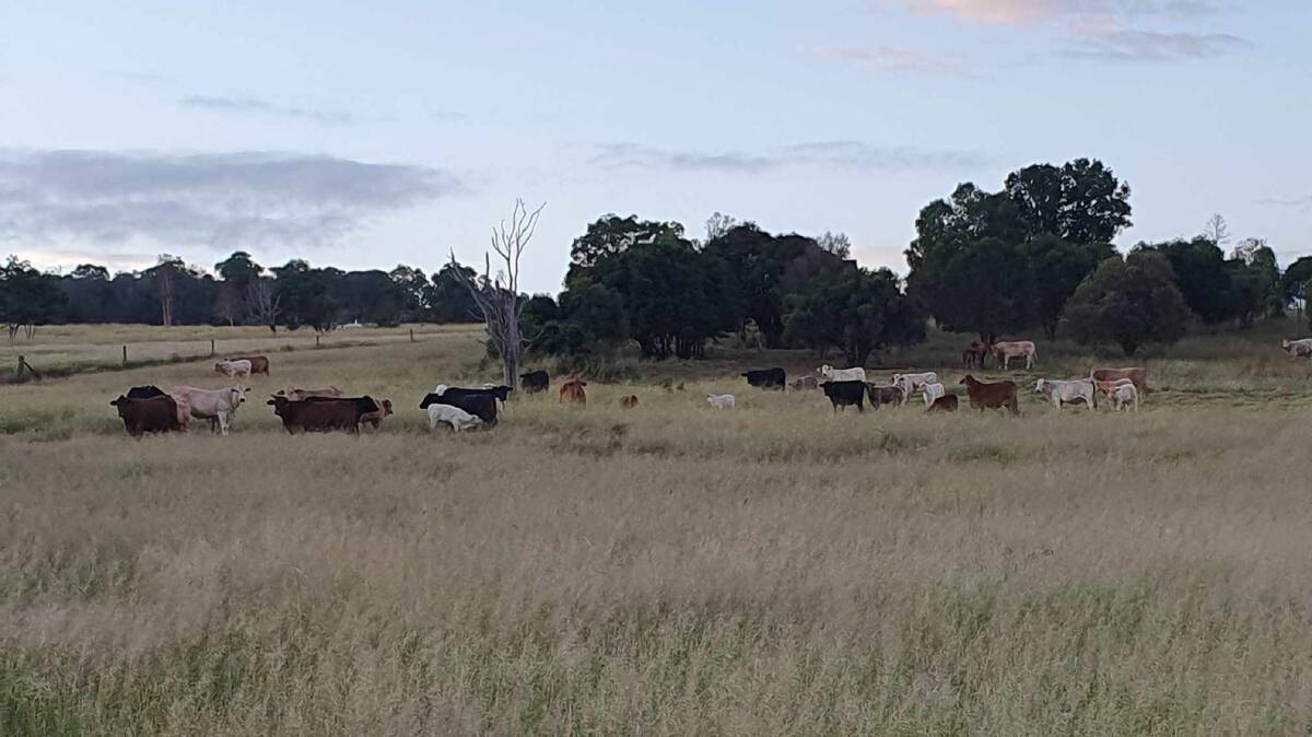 South Burnett grazier Andrew Perkins, said the constant rain his 59ha property had received in the past six months was "very welcome." Picture: Supplied