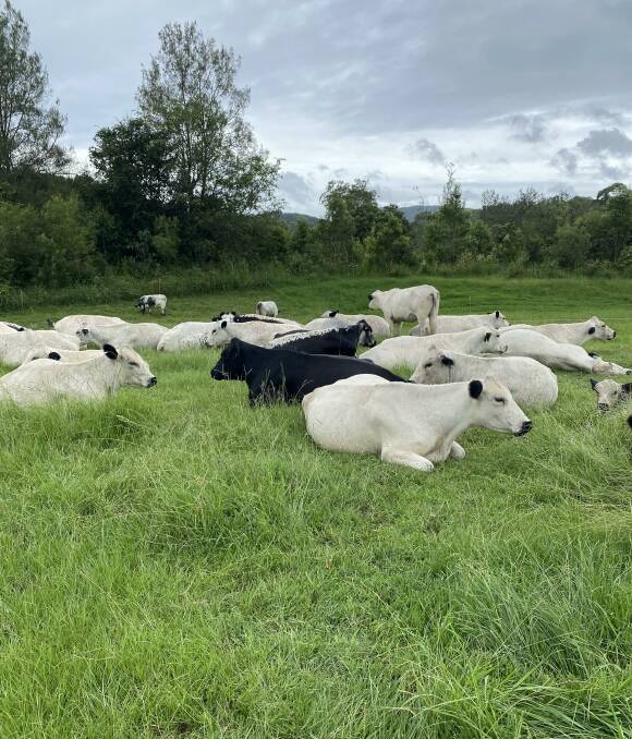 Ms Clarke-Bevan said they'd moved the fences on the property 25 metres back from the river bank to prevent cattle from accessing the land. Picture: Supplied