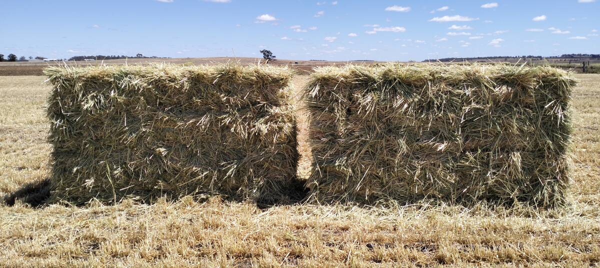 Hay producers are putting extra measures in place following the fire ant detection in Oakey. Picture: Supplied 