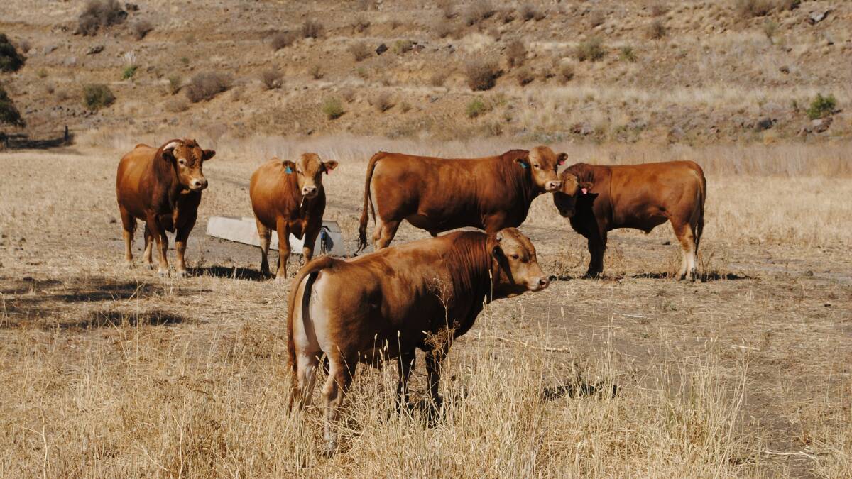 The Red Wagyu bulls were sold mainly to commercial grass-fed beef farmers. Picture by Barry Murphy 