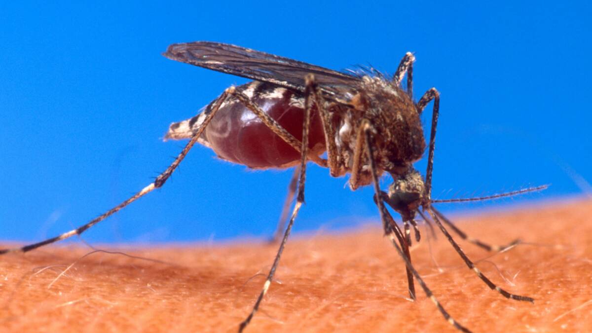 Aedes aegypti, the yellow fever mosquito, is a vector for dengue fever. Photo: US Department of Agriculture via Wikimedia Commons