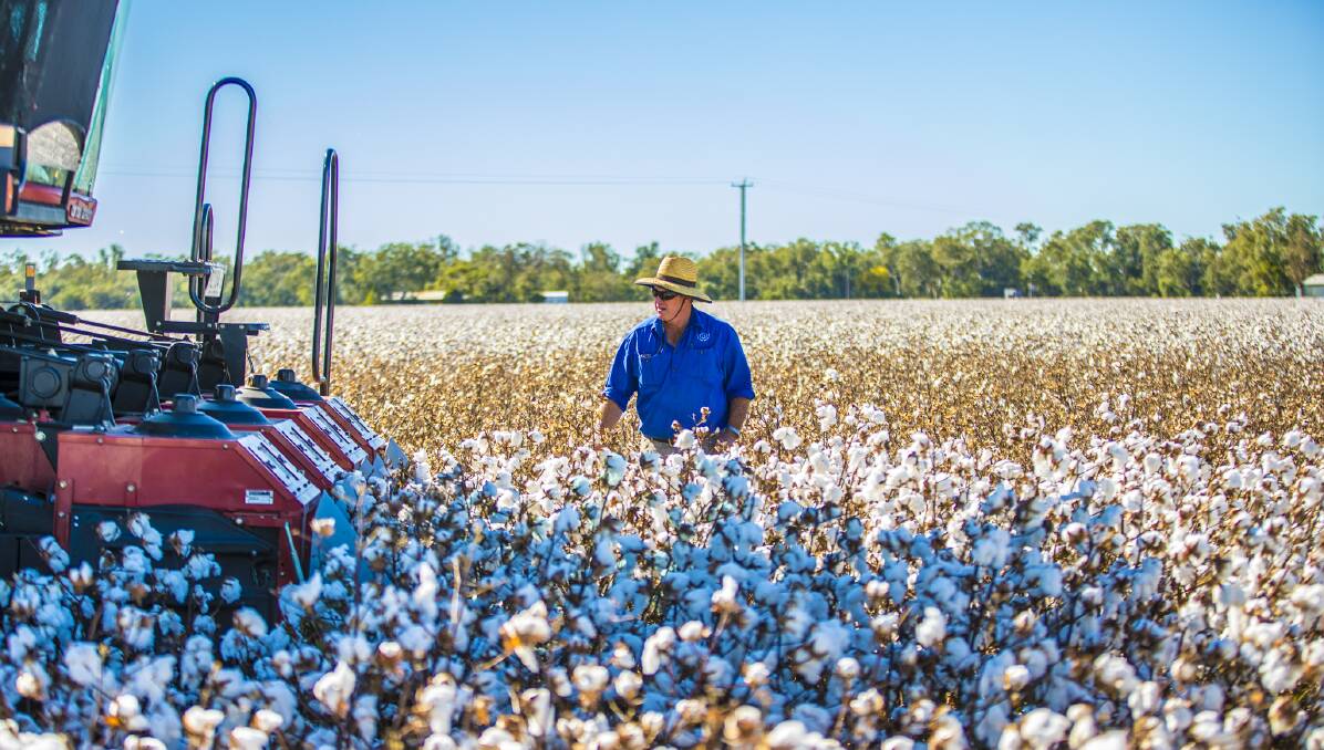 Mark Cathcart checks progress during picking of one of the seed crop varieties grown at CSD Farms, Wee Waa. Photo - Cotton Seed Distributors.