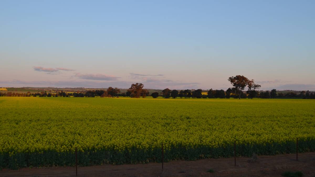 Evening over a canola crop in the Riverina. Data from thousands of Australian on-farm grains research trials is being collated into a central, easy-to-access online information resource for growers, agronomists, researchers and the wider grains industry.
