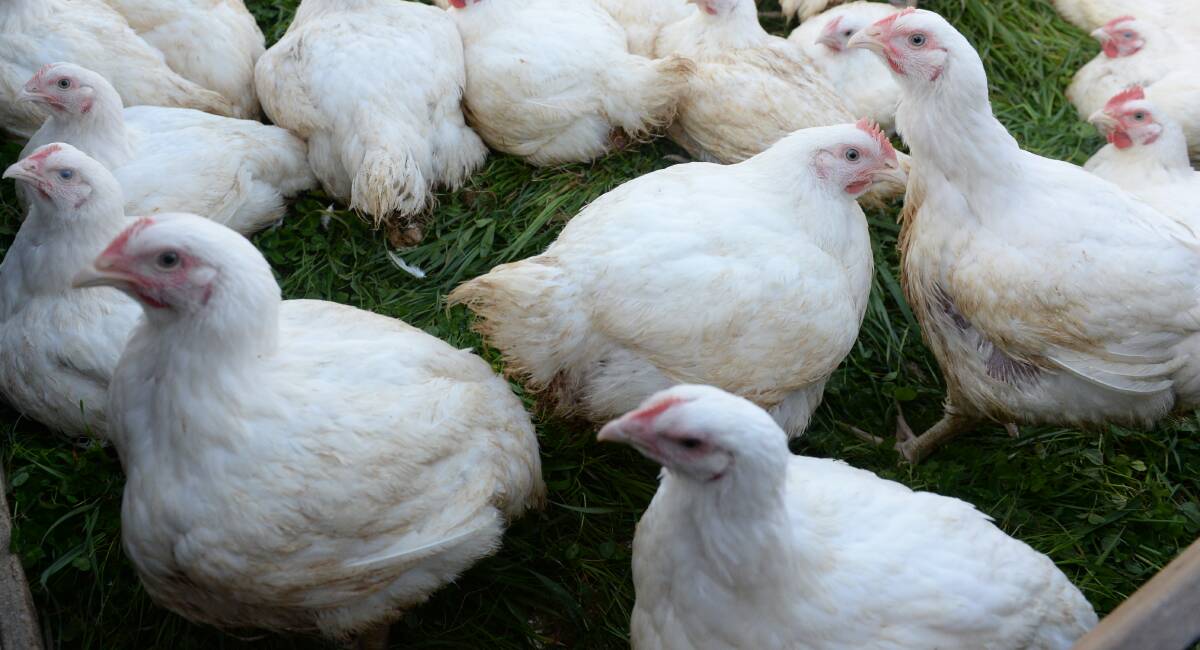 Poultry business Inghams is aiming for a public listing by mid-November.