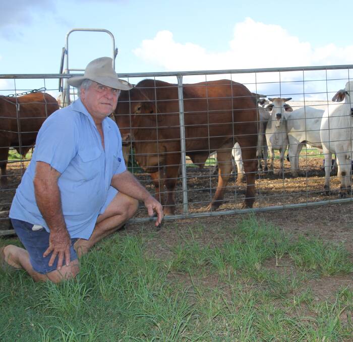 Cattle Markets: Former Cape York grazier Graham Elmes believes live export is vital to northern Australia. Graham sent Brahman bullocks from his property at Millaa Millaa to live export for the first time in late 2015.
