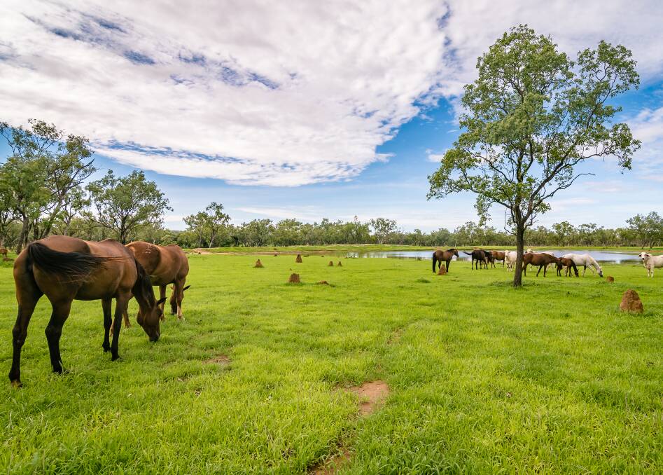 Green Acres: Georgetown property, Huonfels, has experienced a cracking start to the 2017 wet season. Photo Mel Bethel Photography.