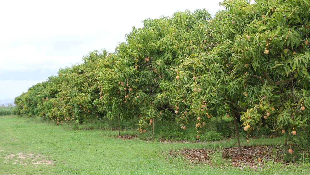 Mareeba's mango harvest slowed over Christmas due to rain.
