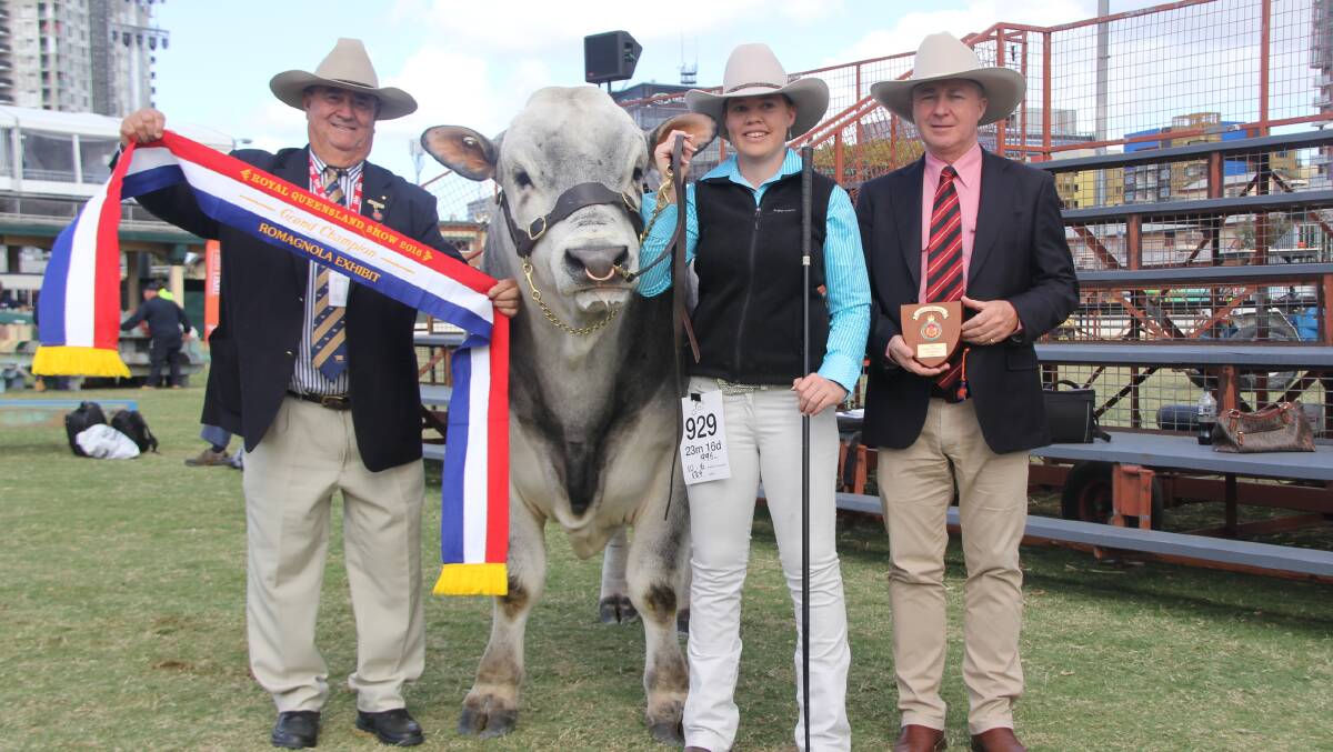 Angus Lane congratulates the grand champion Romagnola exhibit Sunny Dale Kash, with fitter Mikayla Hamilton and Andrew Meare, Elders.