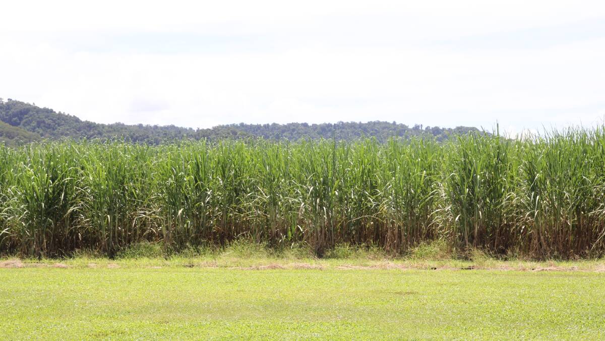 Wilmar's North Queensland growers are still waiting for an on-supply agreement, three weeks after government-funded mediation.