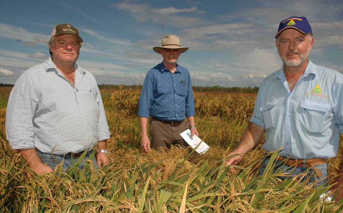 Cape Cropping: Olive Vale owner Paul Ryan, Department of Agriculture and Fishers deputy-director Malcolm Letts and agronomist Tony Matchett inspect rice trials at Olive Vale, Laura. Photo William Browning.