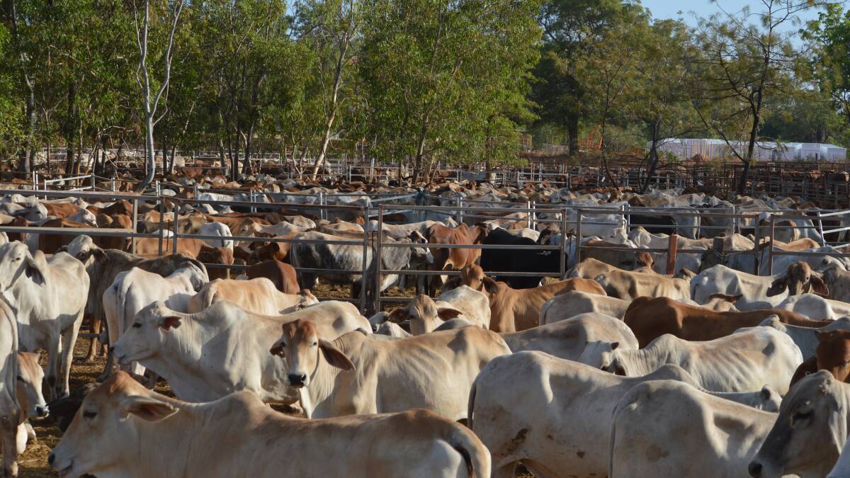 Cattle waiting to be loaded onto the first live export boat out of Weipa in more than a decade. It set sail in September, and producers are working hard to see it happen again in 2017.