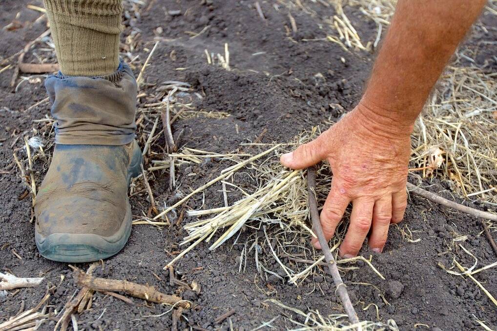 DRY CONDITIONS: Growers may consider deeper planting and moisture seeking techniques to get the crop established where surface moisture is not available.