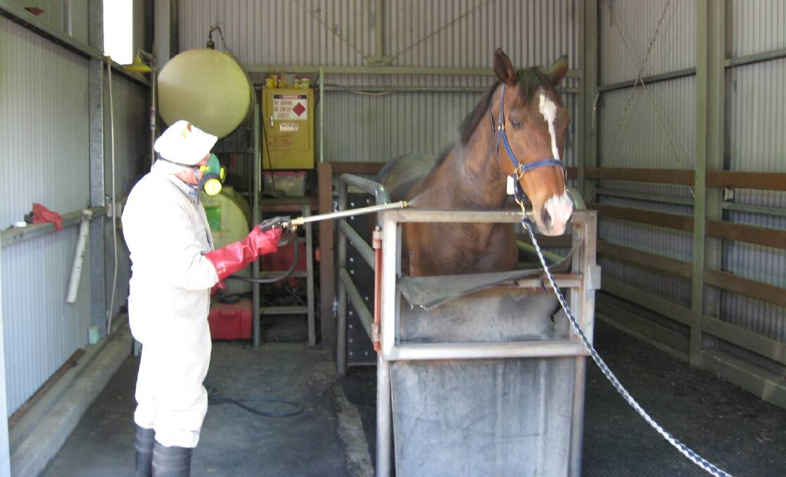  A horse being treated at NSW DPI's Kirra clearing centre.