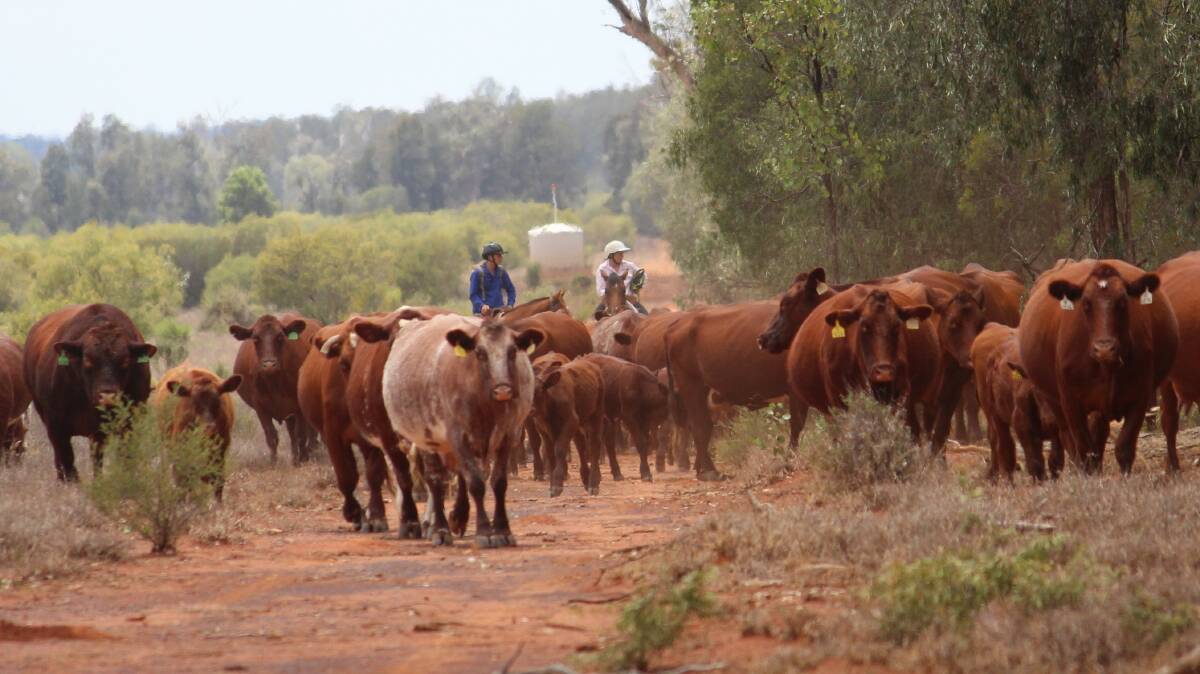  Cows are mustered at the Morgan family's Shorthorn Westmar property in Queensland.
