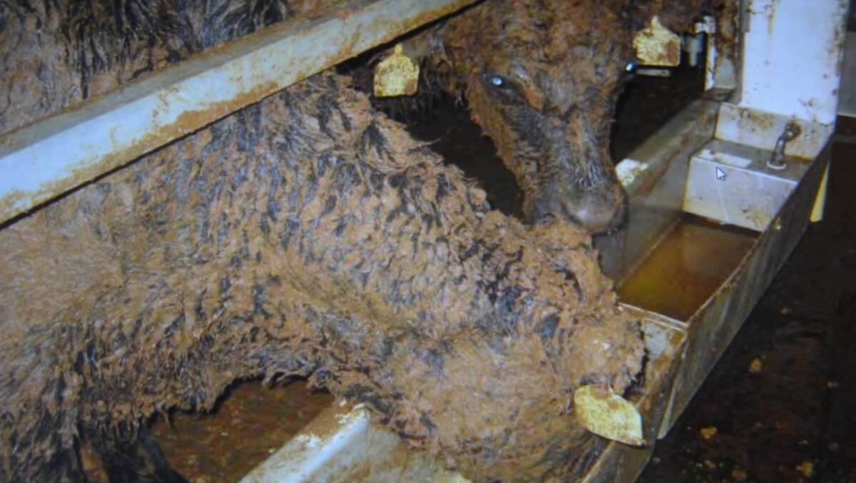 A snapshot of dirty cattle on board live export ships taken from evidence presented by former government veterinarian Dr Lynn Simpson.