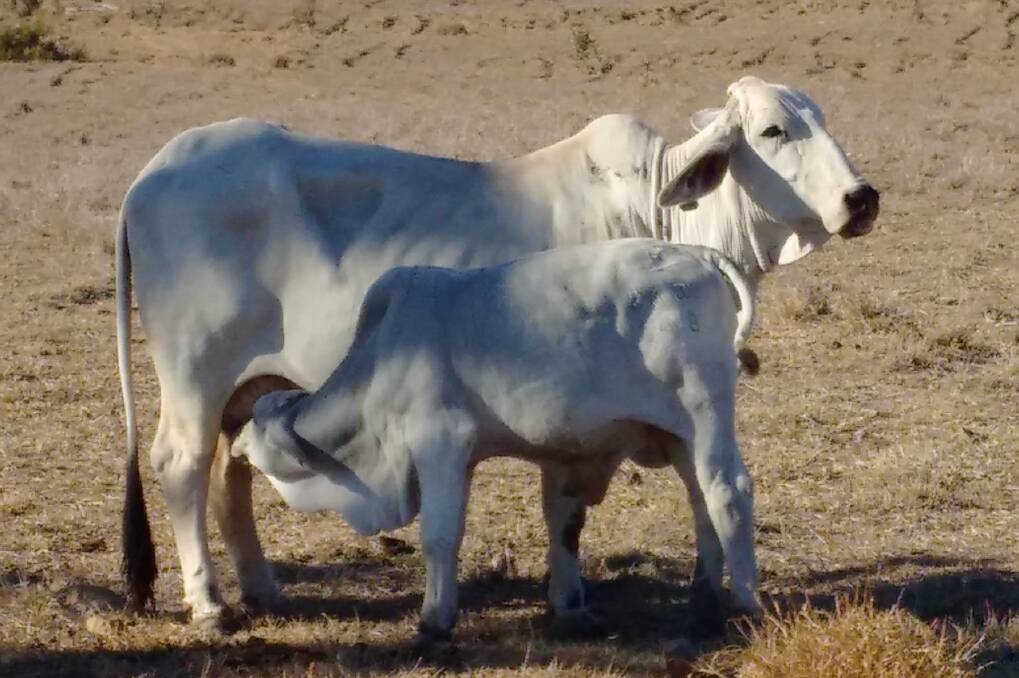 EXCEPTIONAL COW: A CPC Allawah cow, 16 this year, with her 13th calf at foot and pregnant with calf number 14.