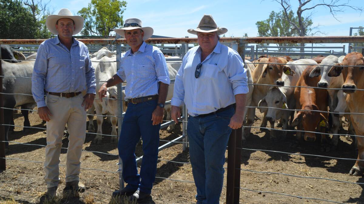 Cattle from the Brahman BIN project with Mark Wilson, Banana Station, North Queensland, where steers are backgrounded and finished, and chairman of the ABBA technical committee Brett Coombe and MLA board member Jeff Maynard.
