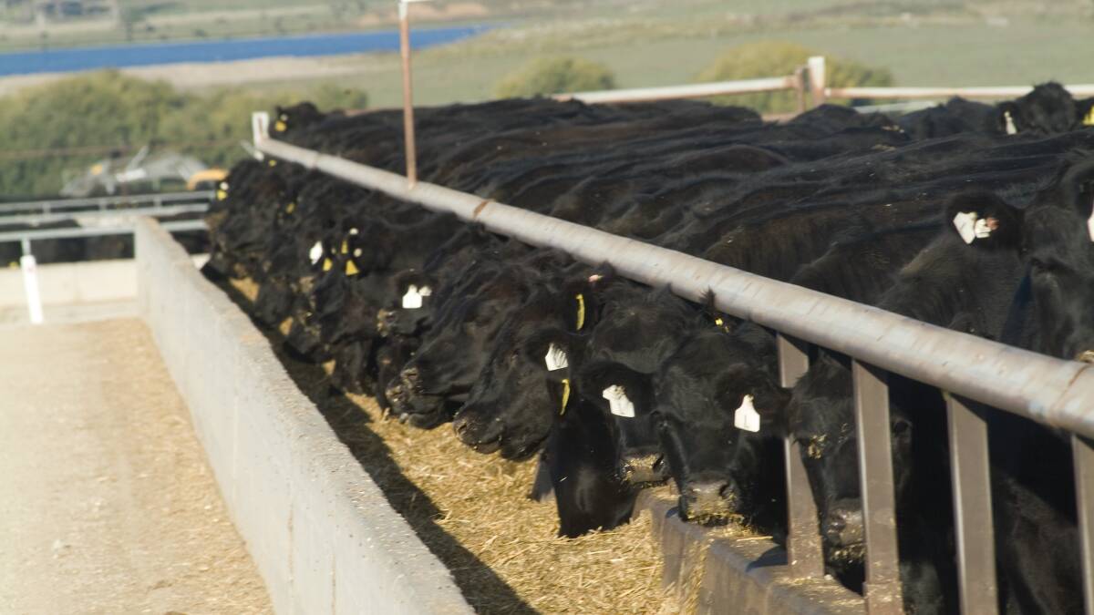 Numbers of cattle on feed for the March quarter have dropped by 8.3 per cent.