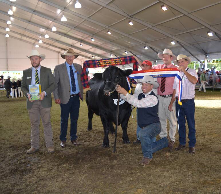Grand champion Angus bull Carabar Docklands L36 led by Glen Waldron with owner Darren Hegarty (behind). Also pictured are Shannon Lawlor, judge Peter Collins, Elders' Josh Crosby and James Laurie.