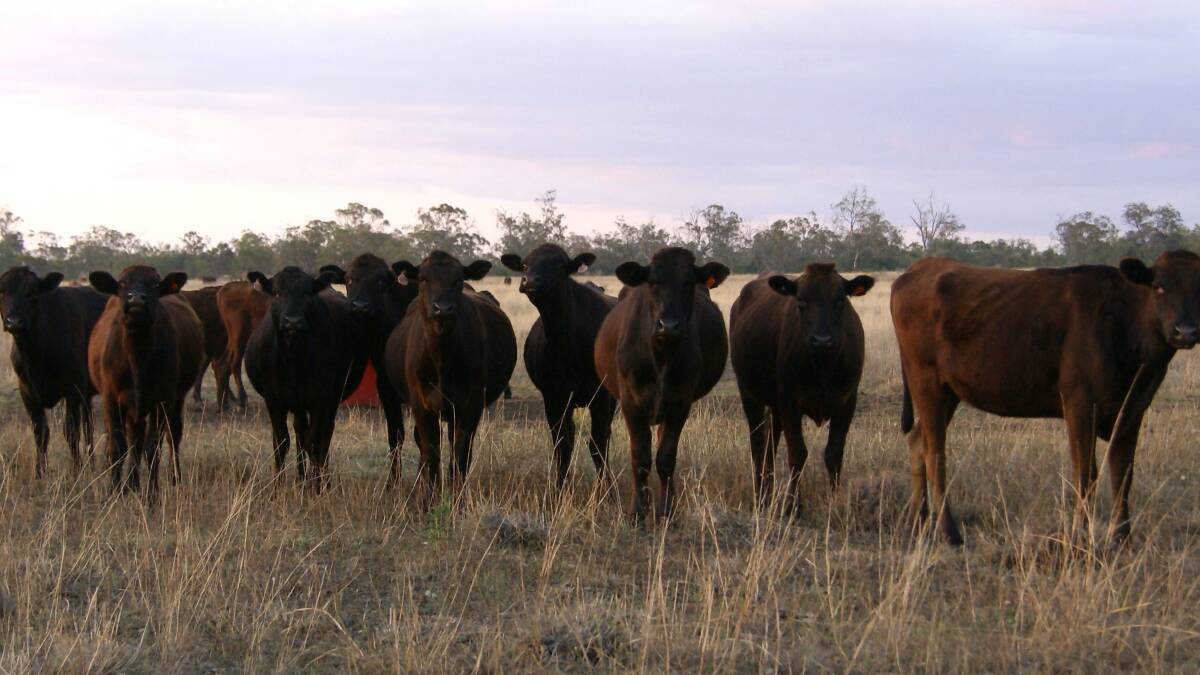 Pressure on for escalation of Wagyu fullblood numbers