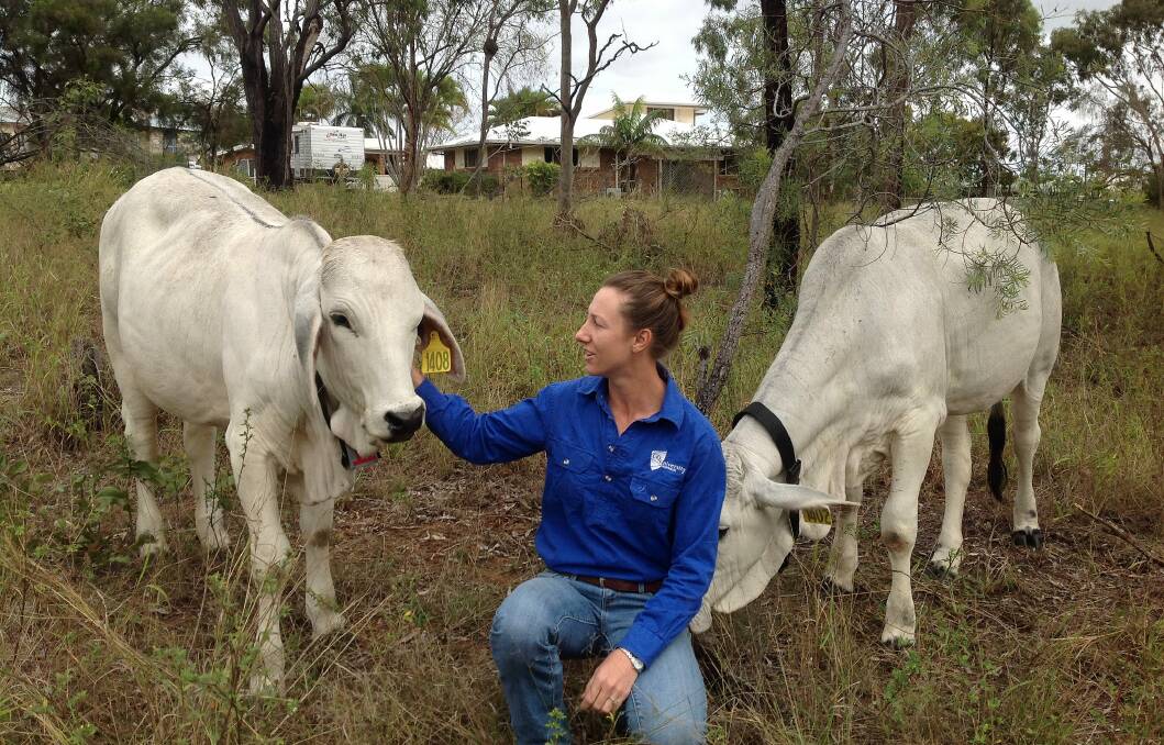 Central Queensland University postgraduate Lauren Williams is working on bridging the scientific knowledge gap surrounding cattle behaviour at water.