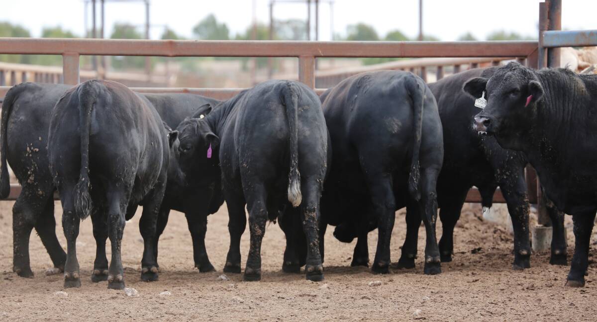 The pen of Santa Gertrudis/Angus steers from Yulgilbar Pastoral Company at Baryulgil, near Grafton, which gained an average 3.27kg/day to take out first place in the trade section's weight gain class.