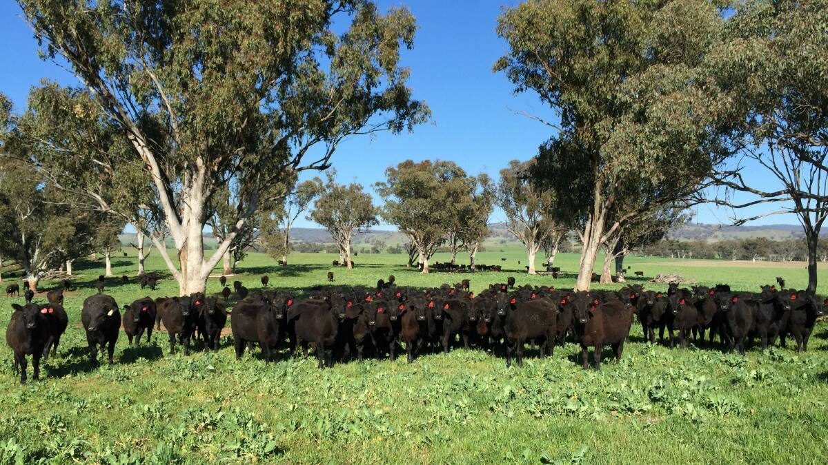 Paraway Pastoral Company has just celebrated 10 years in cattle production. 