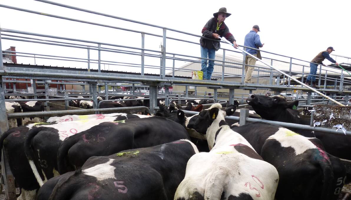 Dairy cows on offer in a Victorian saleyard.