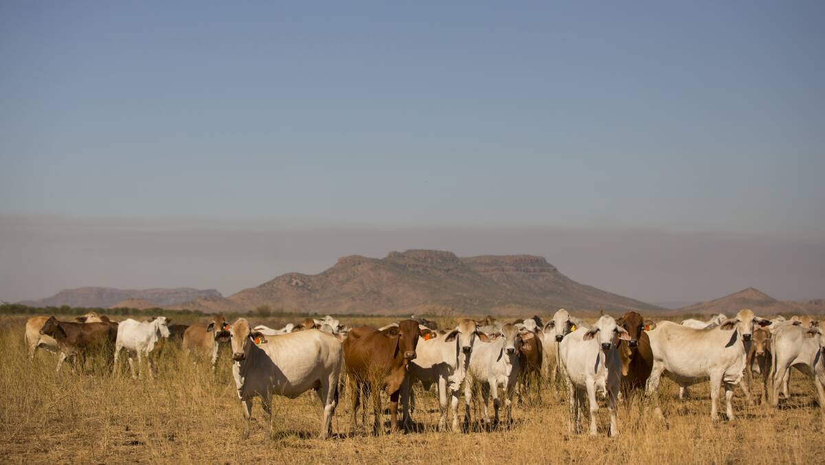 Australia is very fortunate to be free from FMD, the most significant disease threat to our livestock industries, according to the Head of Biosecurity at the Department of Agriculture and Water Resources.