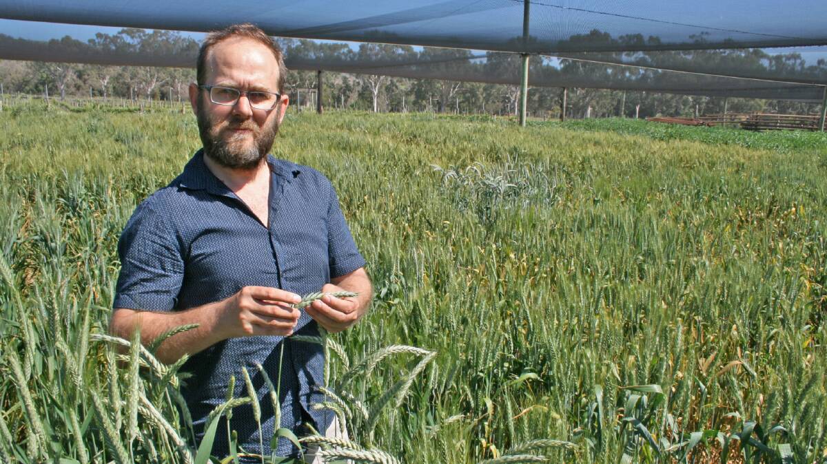 GAME-CHANGER: University of Adelaide School of Agriculture, Food and Wine hybrid wheat program leader Ryan Whitford assessing wheat fertility in experimental breeding plots at the Waite campus.
