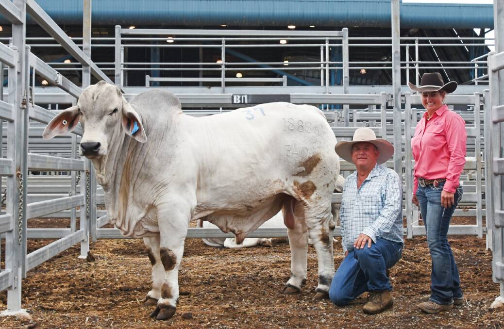 Buyer Scott Angel, Glengarry Brahmans, Kunwarara, with 17-month-old Elrose Just Right 18856 (PS) purchased for $65,000, and vendor Brooke Jefferis, Elrose stud, Brigalow, Theodore.