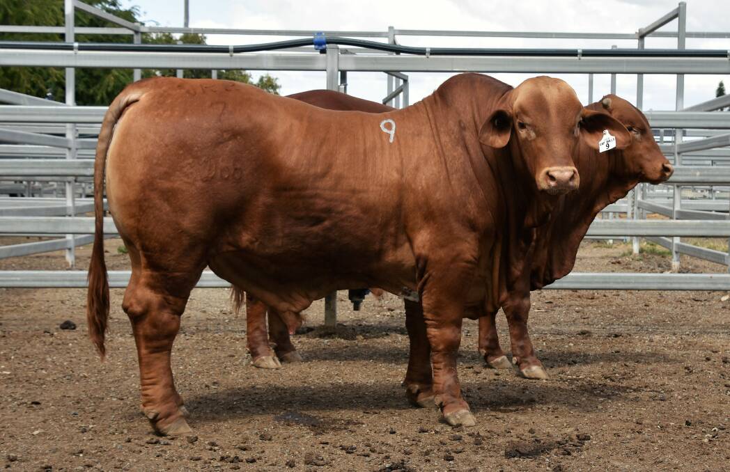 CAP sale topper, Glenavon UE (P) D5 bull, sold for $24,000 in Gracemere on Monday to Bill and Kay Geddes.