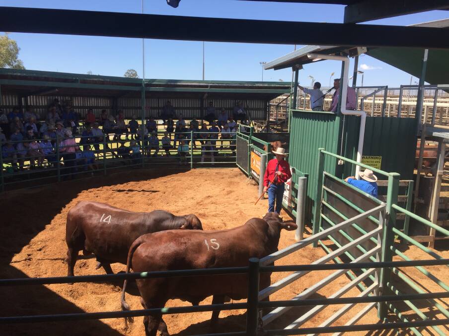 The Heartland Santa Gertrudis bull sale in action on Wednesday at Roma.