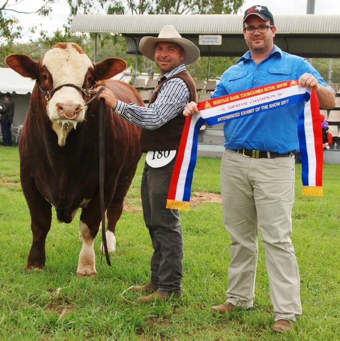 KBV Simmental Stud, owned by Marty Rowlands and Stephen Lean, won Toowoomba Royal Show's Supreme Cattle Exhibit with their 18-month-old KBV Legacy (P) Simmental bull.