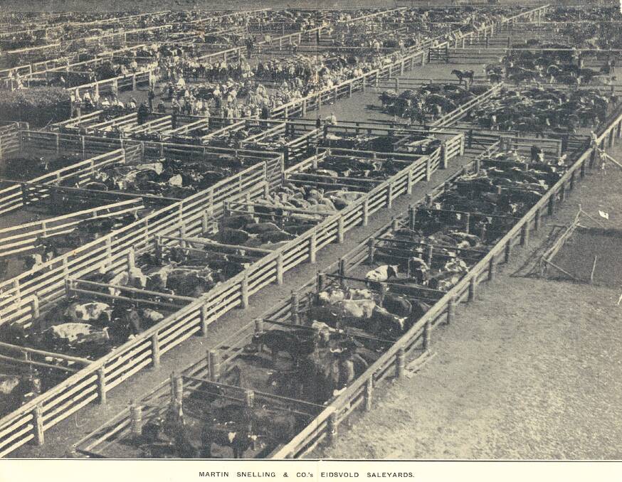 The Eidsvold Saleyards during a sale.