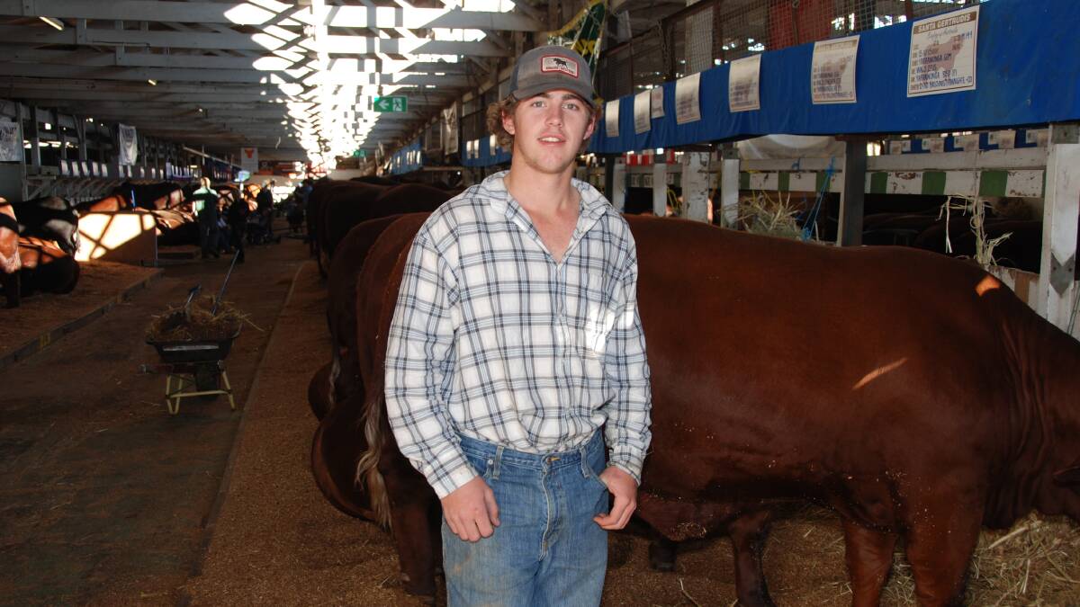 Dirranbandi local Isaac Hegarty is part of a large cattle grooming team for this year's Santa Gertrudis breed at the Royal Queensland Show.