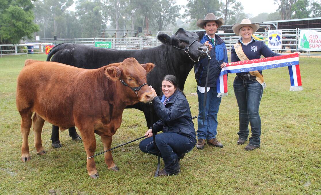 Oakwood Black Sable Limousin cow with a seven-month-old bull calf at foot won Supreme Interbreed Cattle Exhibit at Gympie Show and held by Paul Forman, Oakwood Limousins, Bundaberg and Lauren Kelly with calf plus sashed by Miss Showgirl Wendy Ward.