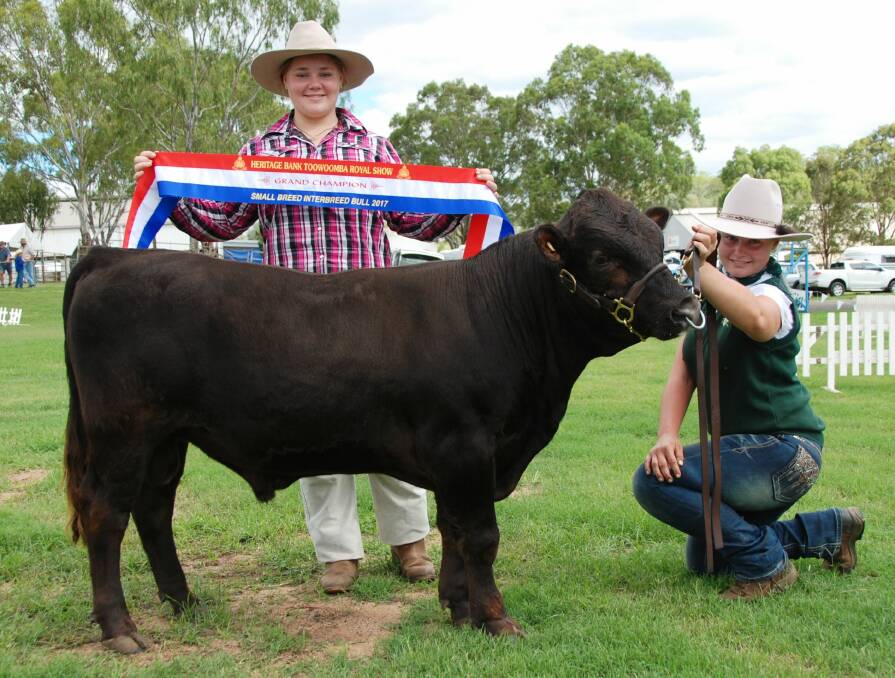The 11-month-old Dexter bull Summer Creek Cadbury won Toowoomba Royal Show's small interbreed bull champion and is owned by the Pla family, Beaudesert plus pictured with Maddison and Sophie Pla.