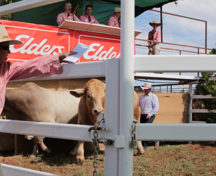 The impact of drought could potentially reduce demand for the modest quality stud beef cattle during Queensland's traditional August to November selling season.