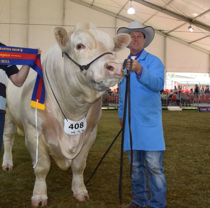 Senior Champion Charolais bull at Sydney Royal Show Elite Kustom Made owned by Elite Cattle Company, Meandarra, Queensland and handled by Glen Waldron.