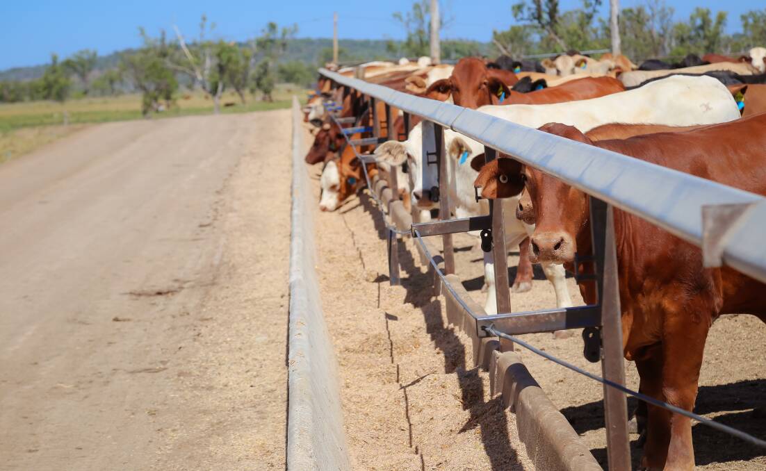 A total of 393 entries were consigned to Warnoah feedlot at Moura that surpasses the previous record of 244 head.