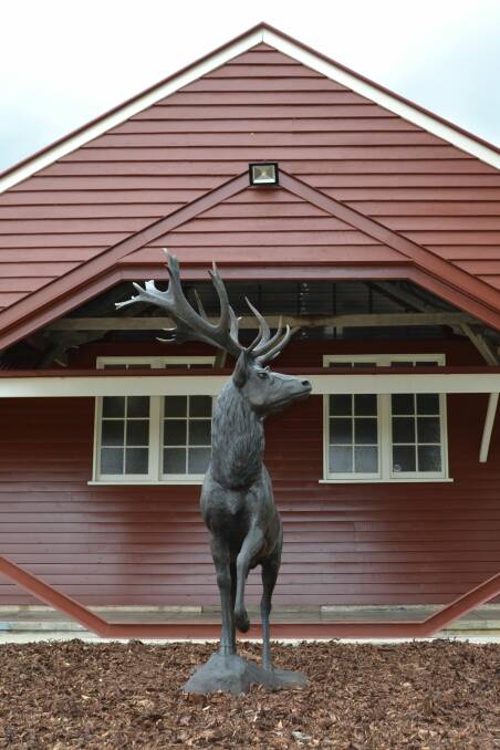 'Norman' the new Red deer statue at the front of Toogoolawah’s Somerset Regional Art Gallery.